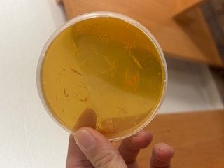 Deň DNA na Prírodovedeckej fakulte UK