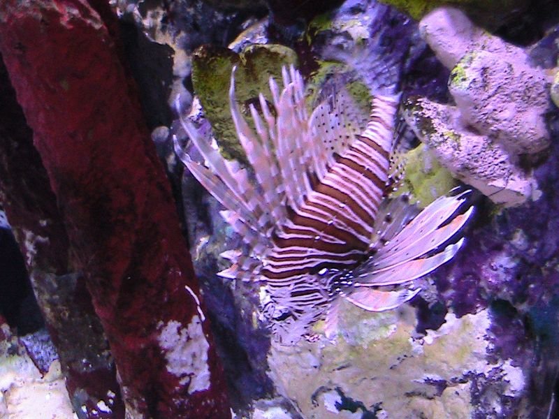 Exkurzia do oceanária a tropikária v Budapešti