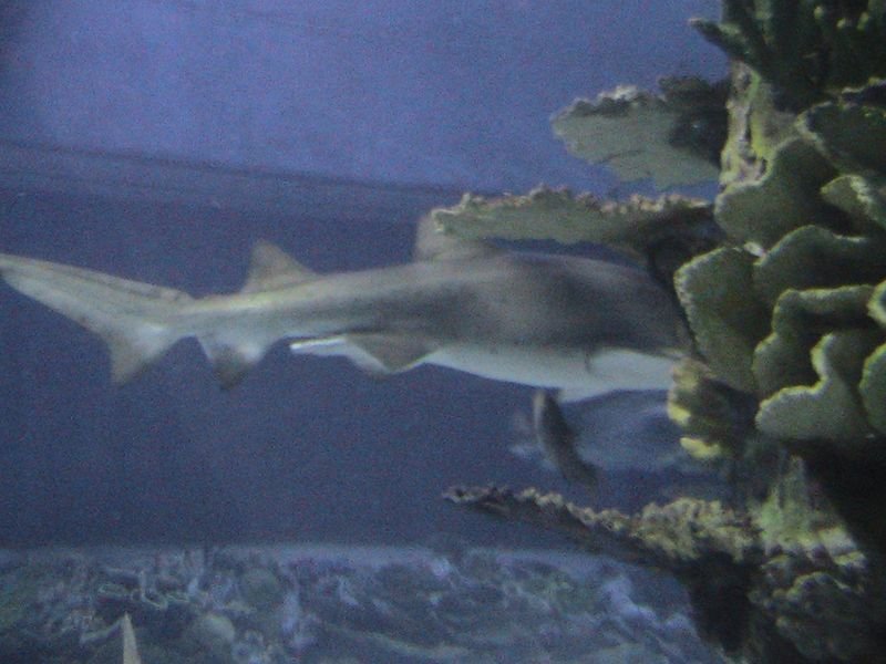 Exkurzia do oceanária a tropikária v Budapešti