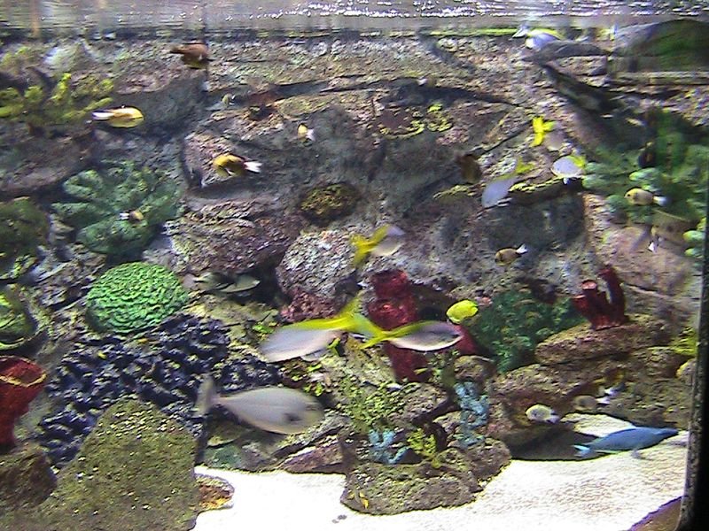 Exkurzia do oceanária a tropikária v Budapešti
