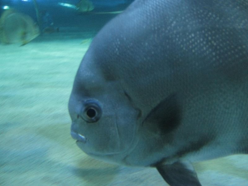 Oceanárium Budapešť