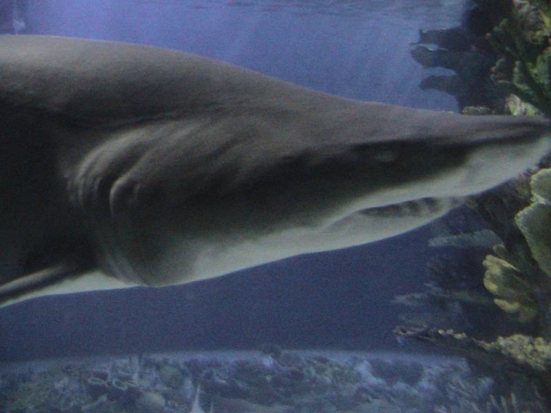 Exkurzia do oceanária a tropikária v Budapešti