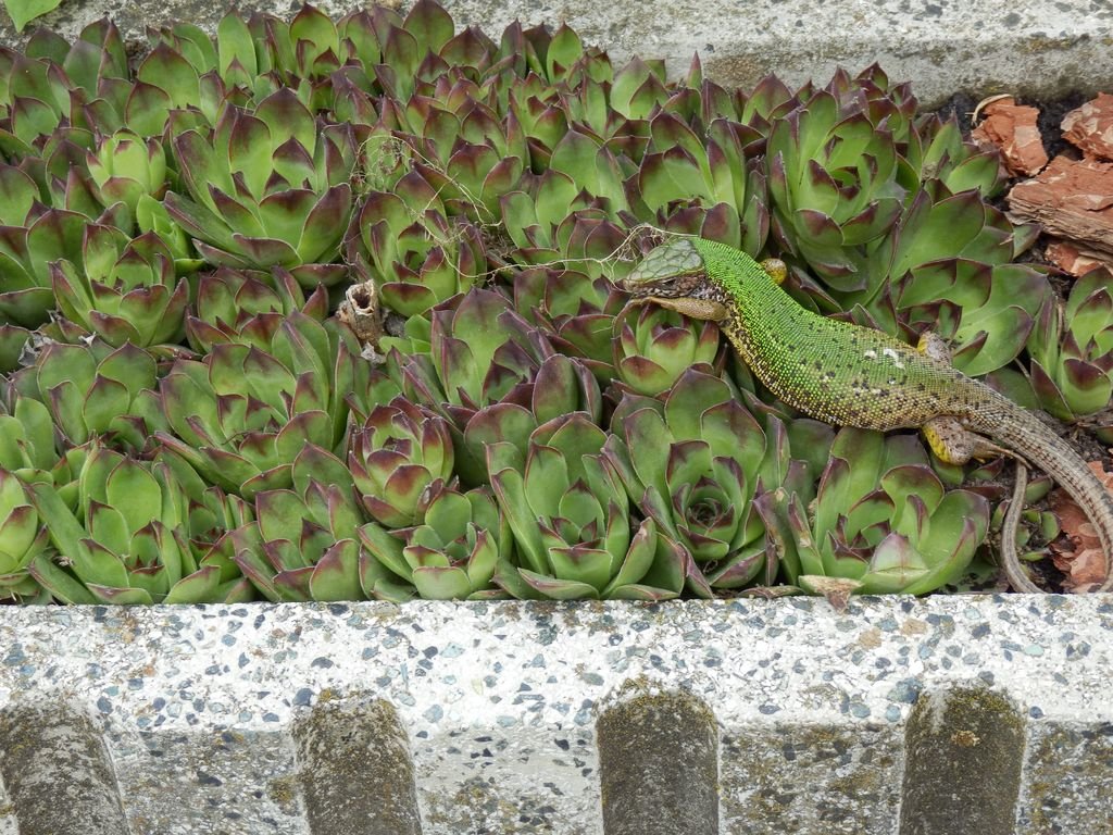 Euroškola - škola v prírode pre prvý stupeň ZŠ