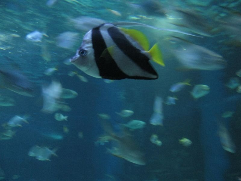 Oceanárium Budapešť