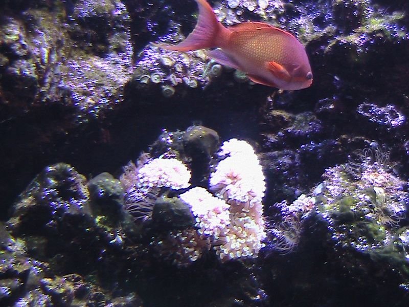 Exkurzia do oceanária a tropikária v Budapešti