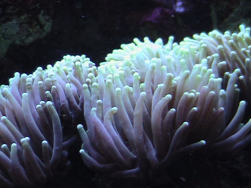 Exkurzia do oceanária a tropikária v Budapešti