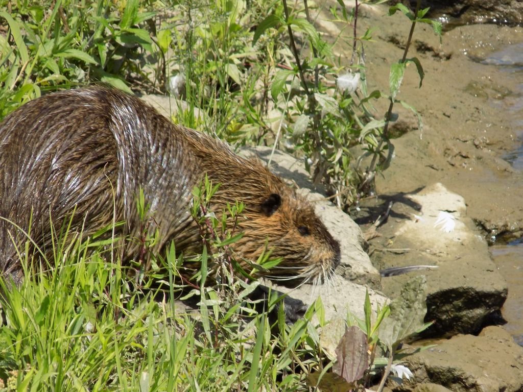 Exkurzia v Piešťanoch - Farma a plavba loďou