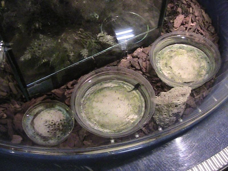 Exkurzia do oceanária a tropikária v Budapešti
