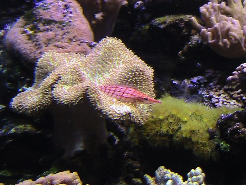 Exkurzia do oceanária a tropikária v Budapešti