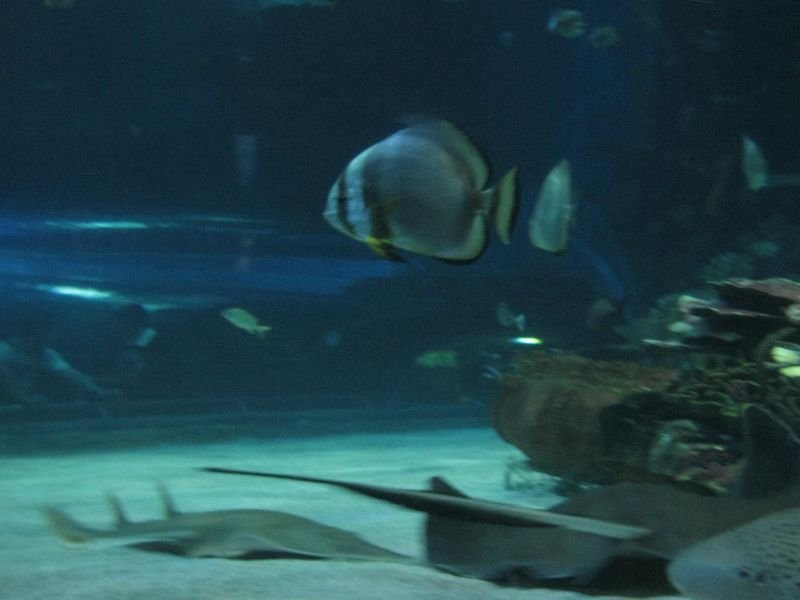 Oceanárium Budapešť