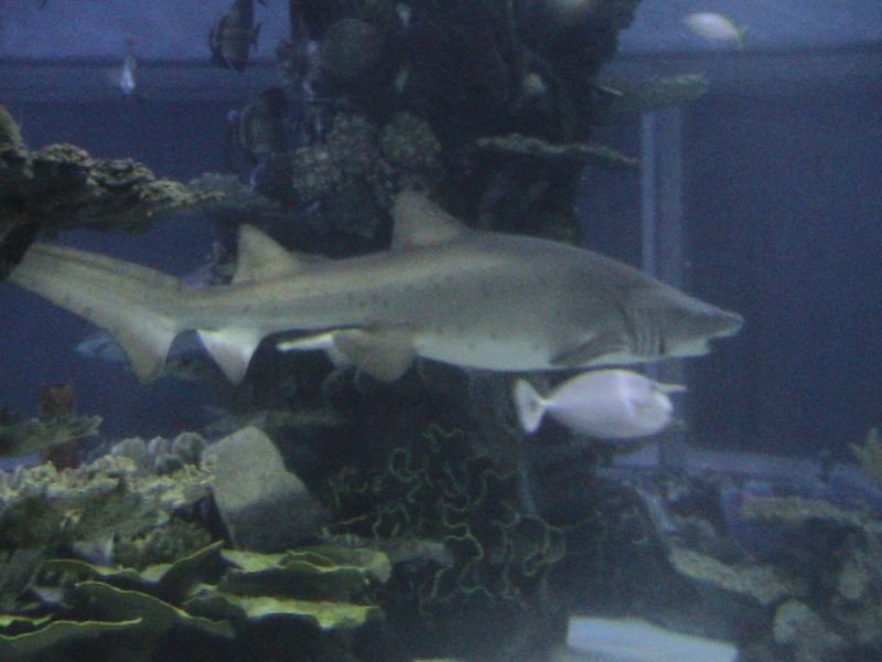 Exkurzia do oceanária a tropikária v Budapešti