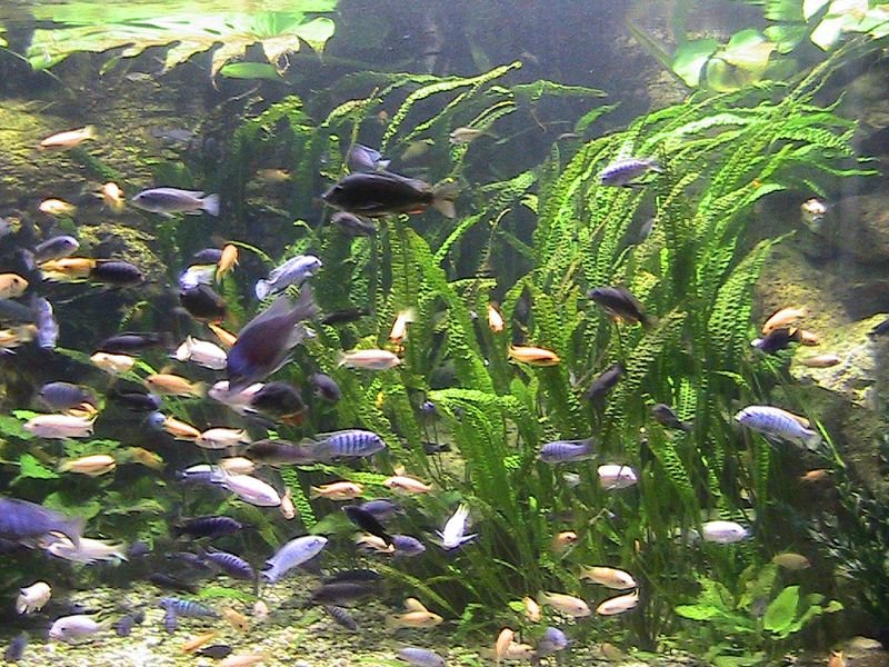 Exkurzia do oceanária a tropikária v Budapešti